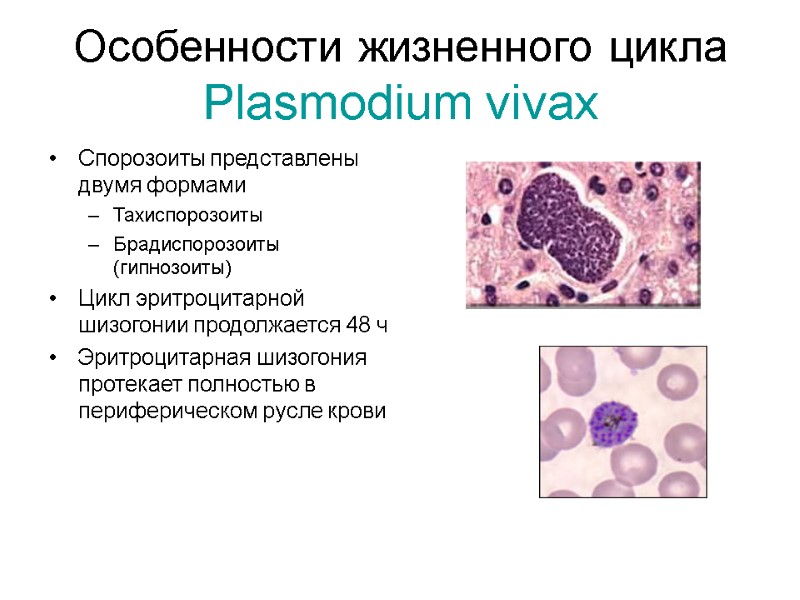 Особенности жизненного цикла Plasmodium vivax Спорозоиты представлены двумя формами Тахиспорозоиты Брадиспорозоиты (гипнозоиты) Цикл эритроцитарной